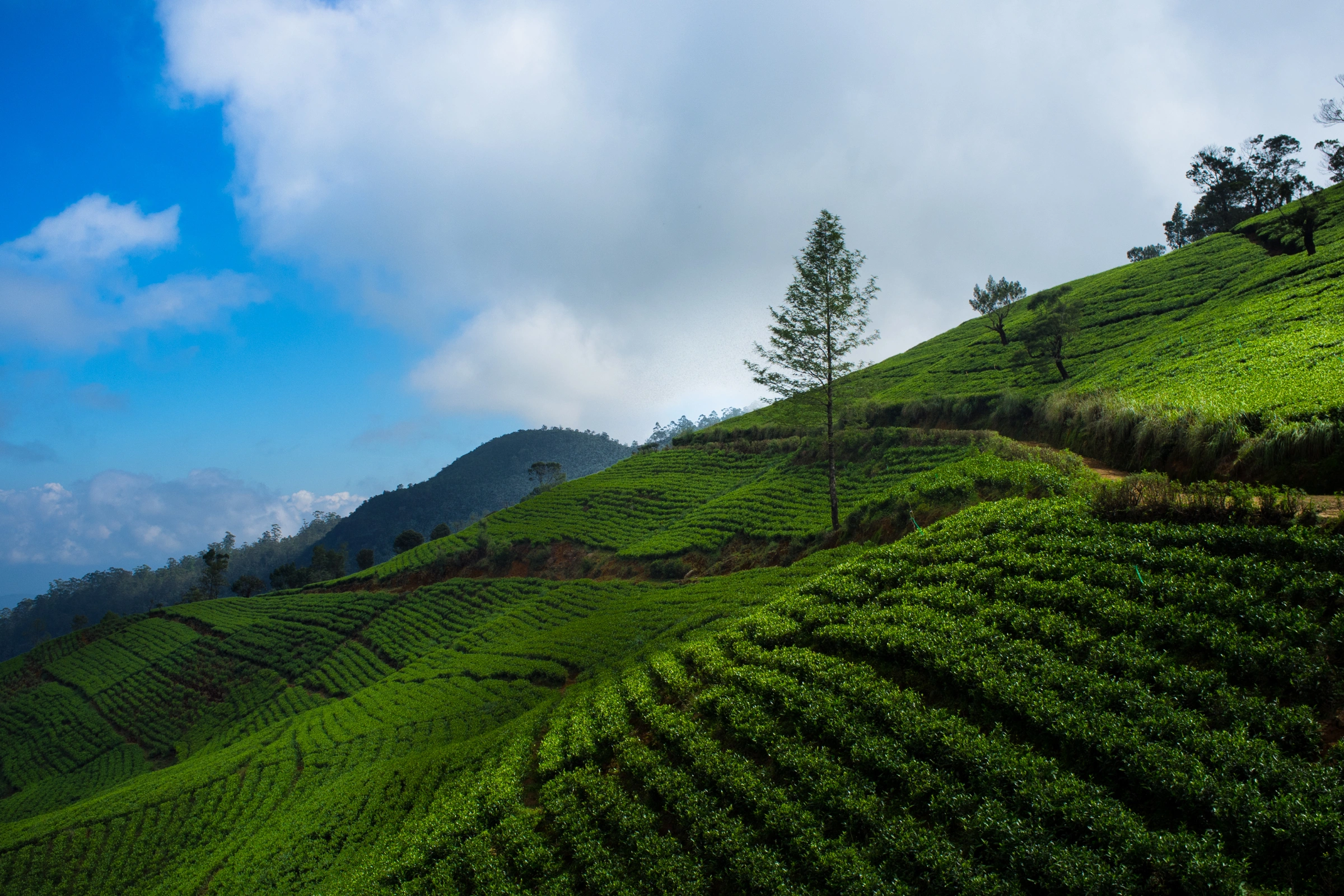 Nuwara_Eliya_(Sri_Lanka)[1].webp